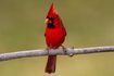 Certains oiseaux sauvages, comme ce cardinal masculin du nord, peuvent être identifiés sur la base des modèles de couleur seulement.