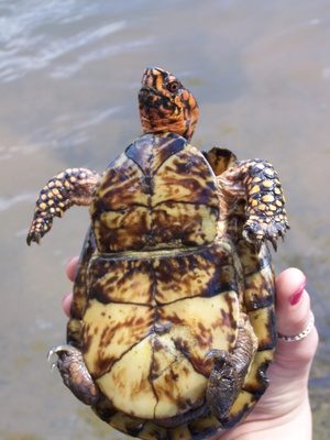 Les tortues-boîtes ont une charnière flexible sur le plastron (de dessous plat de la coque) qui est absente dans tortues.