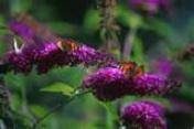 Papillon Bush