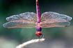 Dragonfly agrandi