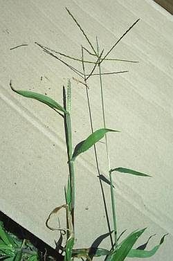 Tête de semences Crabgrass