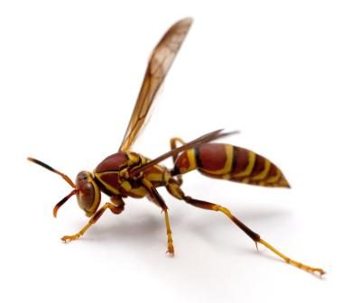 Paper Wasp.