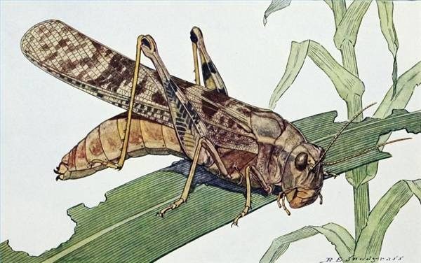 Caroline Grasshopper