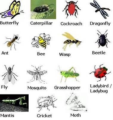 Insecte Graphique