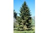Blanc Spruce Tree