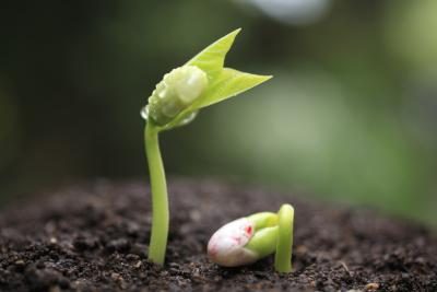 Le germe principal sort de la partie supérieure de la plante dans la seconde étape de croissance.