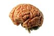 Le cerveau utilise 20 pour cent de l'oxygène dans le corps.