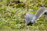 Écureuils vivent tout au long de l'États-Unis