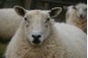 La laine est un allergène de contact commun.