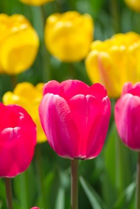 Les parties d'une tulipe sont faciles à identifier.