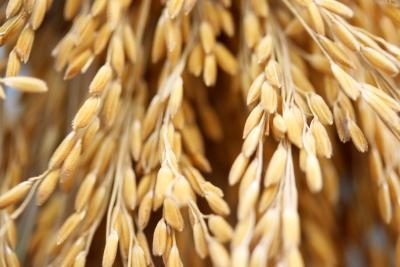 Plante de petites parcelles de céréales comme l'avoine, le seigle et le blé pour aider à compléter la famille's diet.