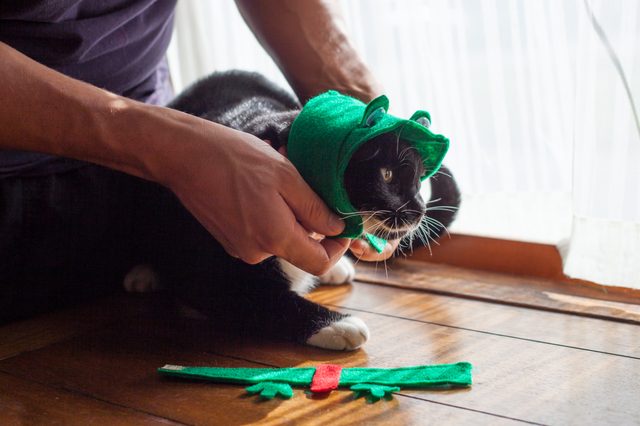 Comment faire un costume de grenouille pour chats
