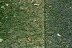 Les rognures de gazon de la pelouse tondue récemment font un matériau idéal.