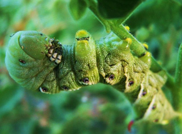 Comme un envahisseur alien vert, le sphinx de la tomate cache parmi la tomate's green leaves.