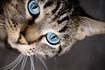 Comment faire Homemade Cat pulvérisation Odor Remover