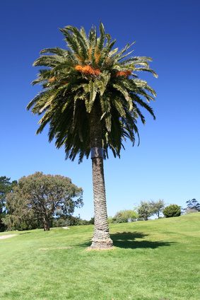 Palmiers sont disponibles dans une variété de formes et de tailles.