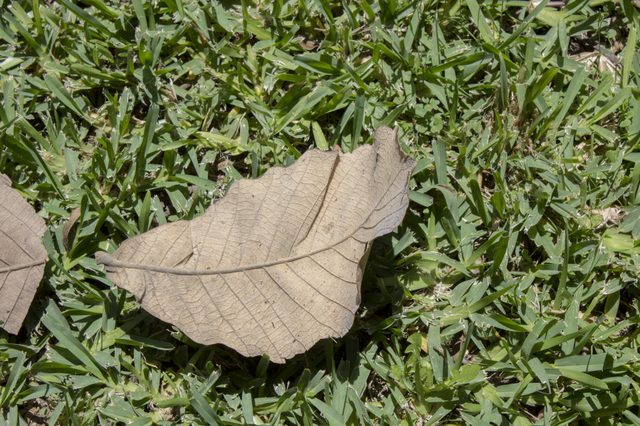 Comment faire Oak Leaf Compost