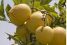 Le jus de citron peut ajouter la polyvalence et le bon niveau de mordant à votre propagation.