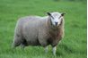 Les moutons peuvent être séparé de cerfs et les vaches par la caractéristique de laine.