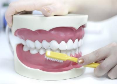 Un hygenist dentaire démontre comment se brosser la ligne de gomme sur un modèle de dents humaines.