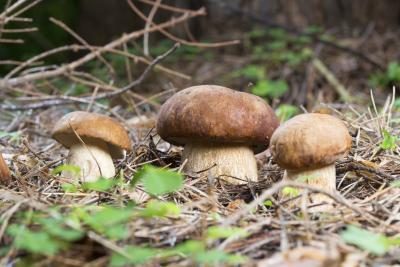 L'automne est le meilleur moment pour les champignons sauvages.