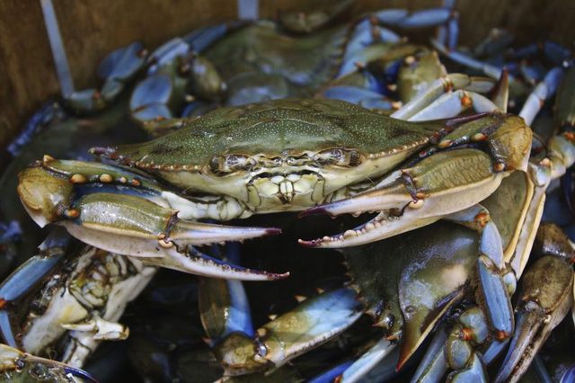Un boisseau de Maryland crabes bleus dans un panier.