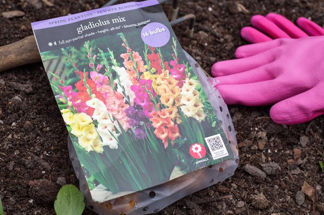 Comment planter Gladiolus