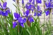 Comment planter Iris Graines