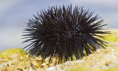 Sea Urchin dans le sable