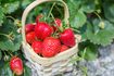 Votre récompense pour la défense de vos plants de fraisier est une aubaine de baies au moment de la récolte.