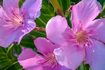 Comment tailler et des soins pour les plantes Oleander