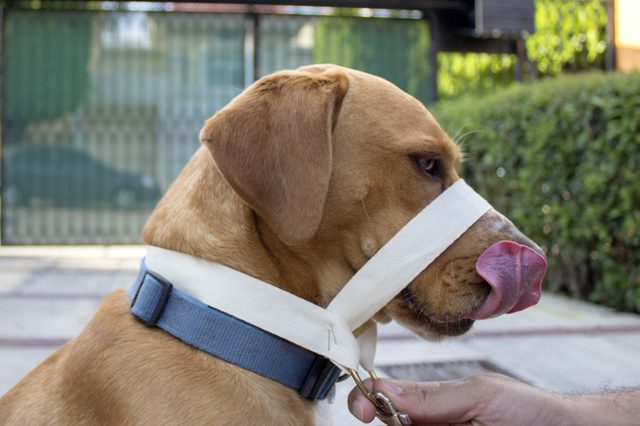 Comment utiliser un collier Halti Head sur un chien