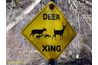 Deer, signe de passage