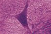 Une vue agrandie d'un neurone.
