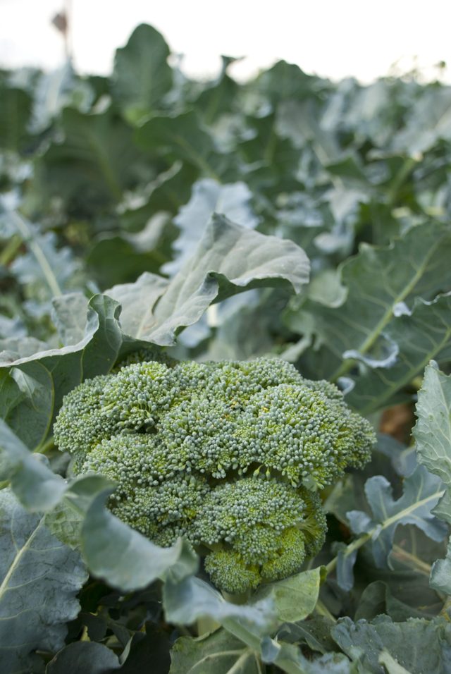 Les légumes tels que le brocoli augmentation de globules blancs.