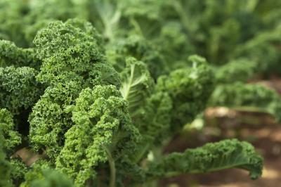 Kale et le chou sont riches en vitamine K.