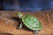 Petite tortue assis sur pierre brune