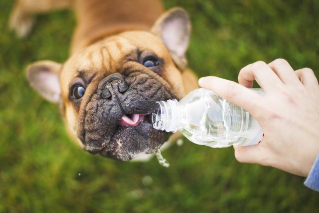 Dog potable à partir d'une bouteille d'eau