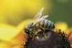 Close up d'abeille en fleur