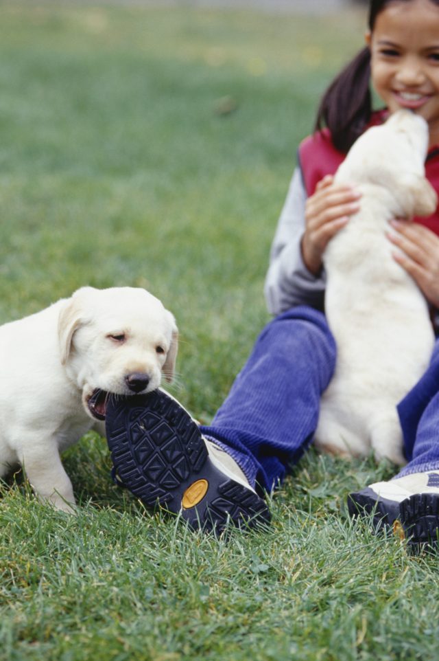Don't let the puppy form bad biting habits.