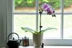 Comment prendre soin d'une plante orchidée