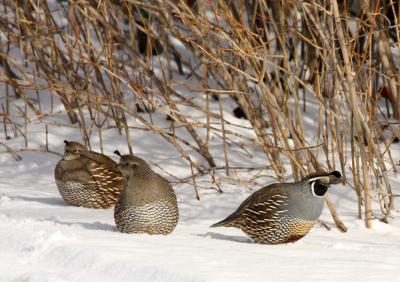 Un mâle (à droite) annonce deux cailles femelles (à gauche) dans la neige.