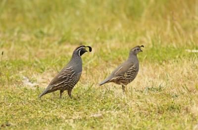 Un mâle (à gauche) et femelle (à droite) cailles marche dans l'herbe.