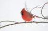 Le cardinal masculin se détache sur la plupart des milieux.