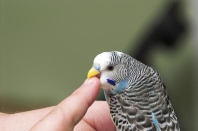 Les oiseaux mâles ont tendance à interagir avec les humains plus.