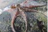 Autres mâles de céphalopodes, comme la pieuvre, ont aussi un hectocotyle.
