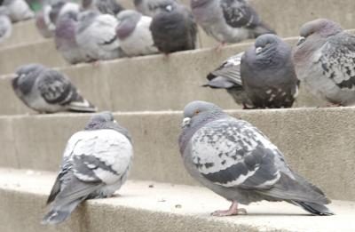 Groupe de pigeons.