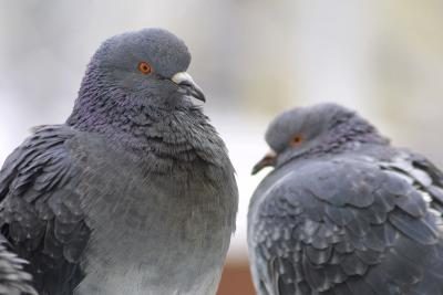 Paire de pigeons.