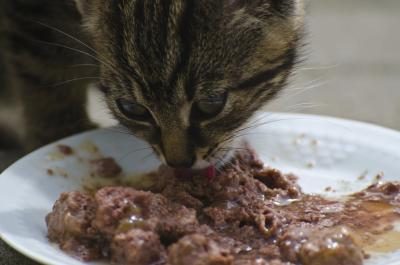 chat de manger son dîner