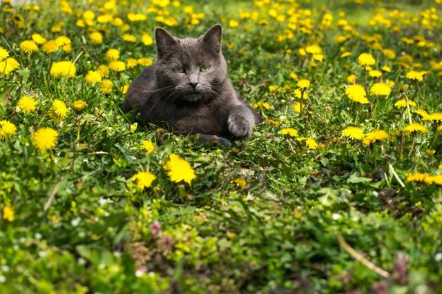 Un chat bleu russe jouant dans un champ de pissenlit